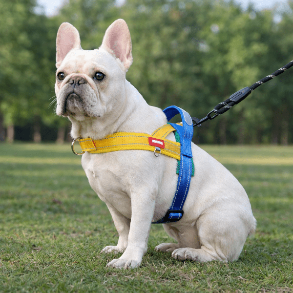 harnais pour chien confortable porte par bouledogue francais en promenade au parc