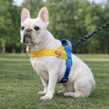 harnais pour chien confortable porte par bouledogue francais en promenade au parc