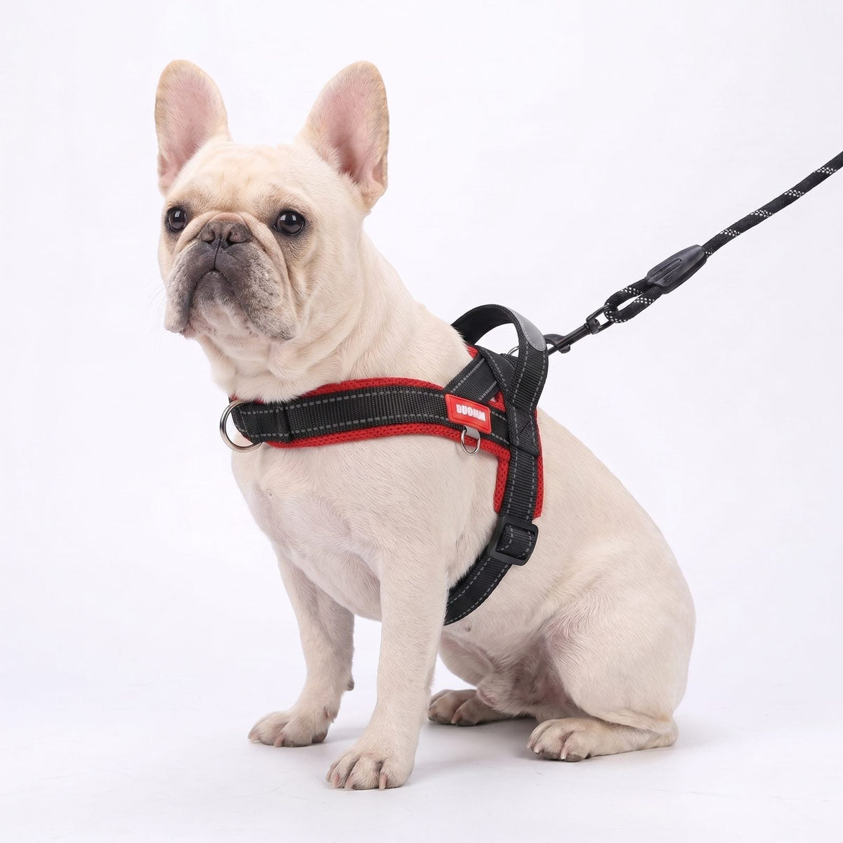 Bouledogue français portant le harnais pour chien jaune et bleu, vue de profil