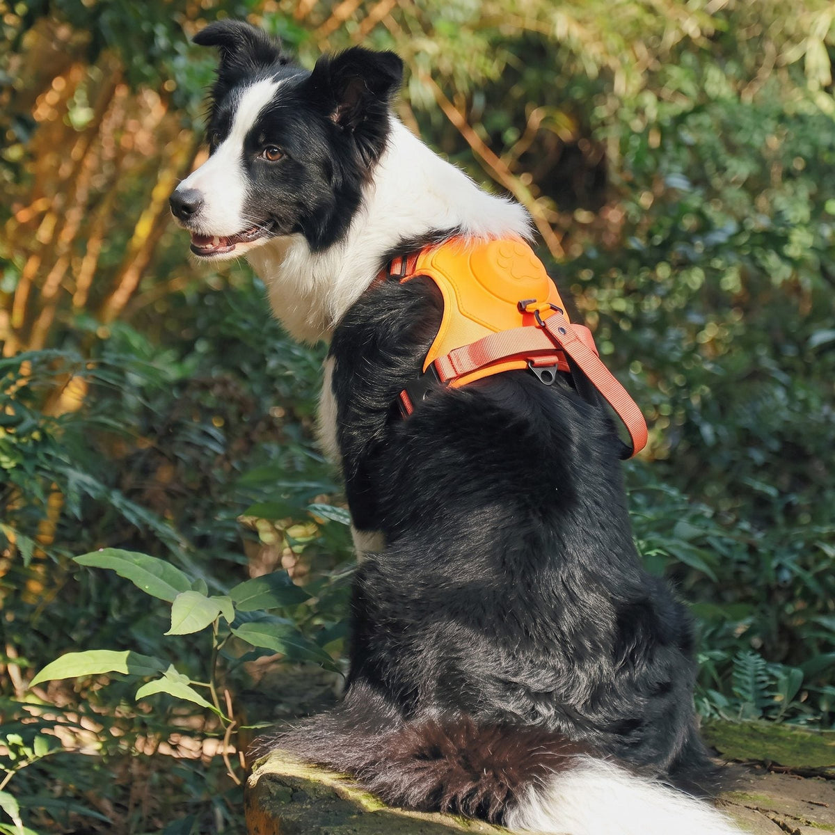 Caractéristiques annotées du harnais pour chien FlexiHarness : module anti-choc, laisse rétractable, boucle coulissante, maille respirante
