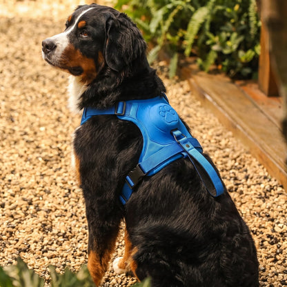 Comparaison d'échelle entre une personne et un chien portant le harnais pour chien FlexiHarness orange