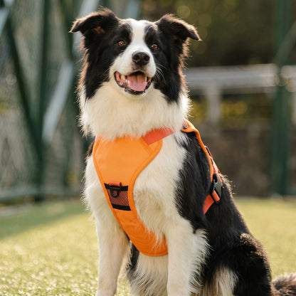 Étapes d'installation du harnais pour chien FlexiHarness sur un border collie