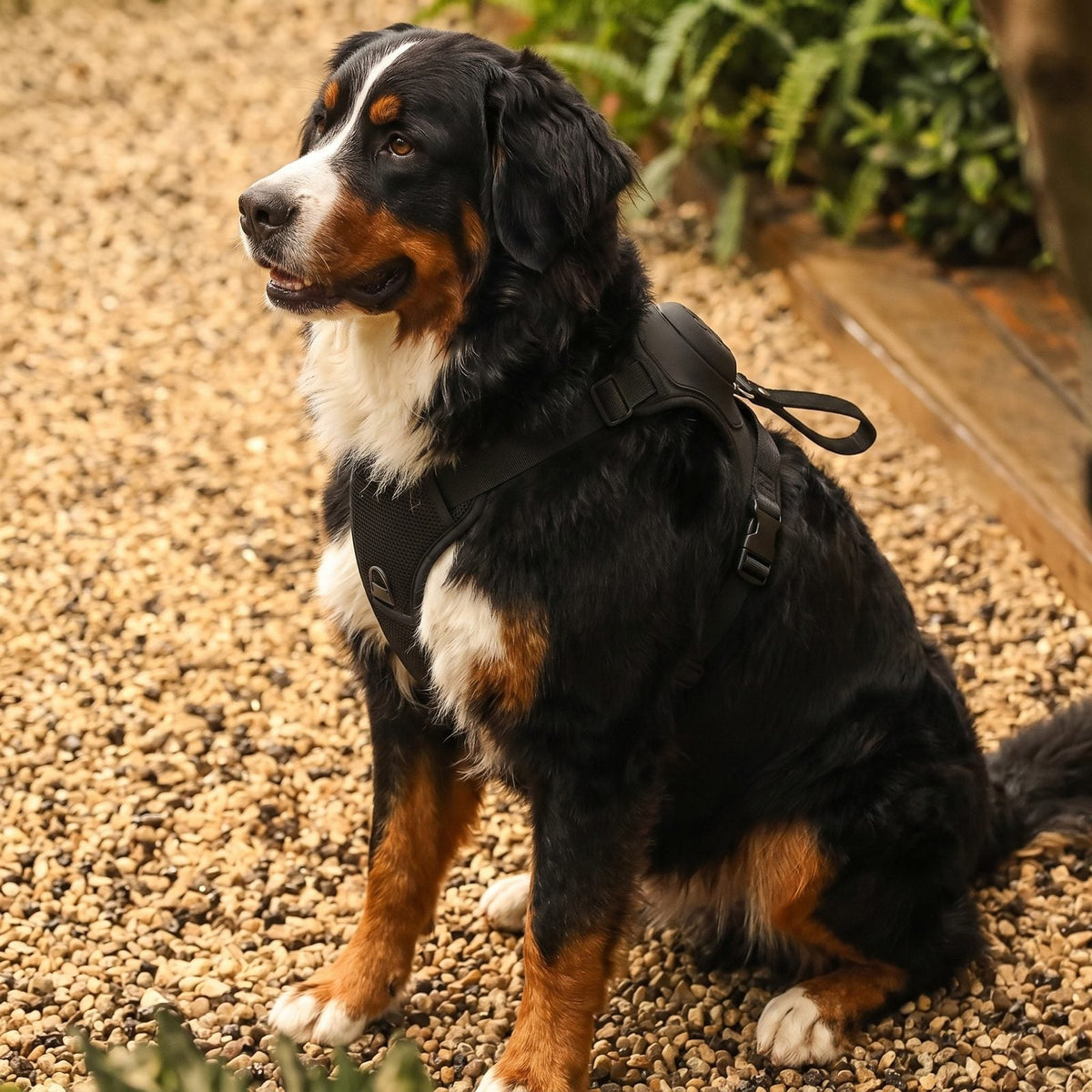 Démonstration de l'extension de la laisse rétractable intégrée au harnais pour chien FlexiHarness