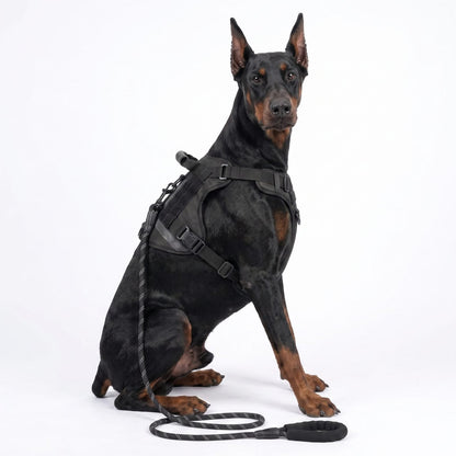 Chien assis de face portant le harnais pour chien TactiGuard noir