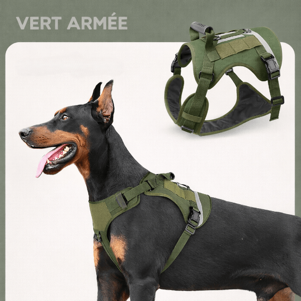 Doberman portant un harnais chien tactique vert armée confortable, ajustable et sécurisé pour balades, sport et dressage