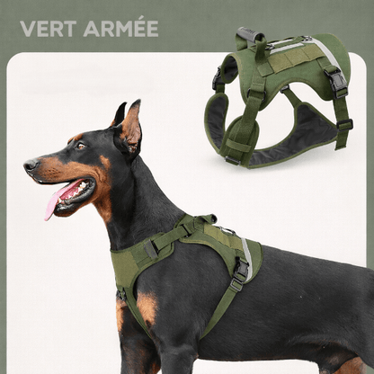 Doberman portant un harnais chien tactique vert armée confortable, ajustable et sécurisé pour balades, sport et dressage