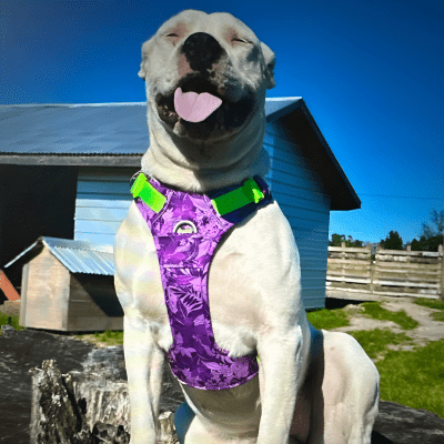 Harnais - mesh violet imprimé feuilles camouflage – respirant et tendance PullFree™ - Chien store