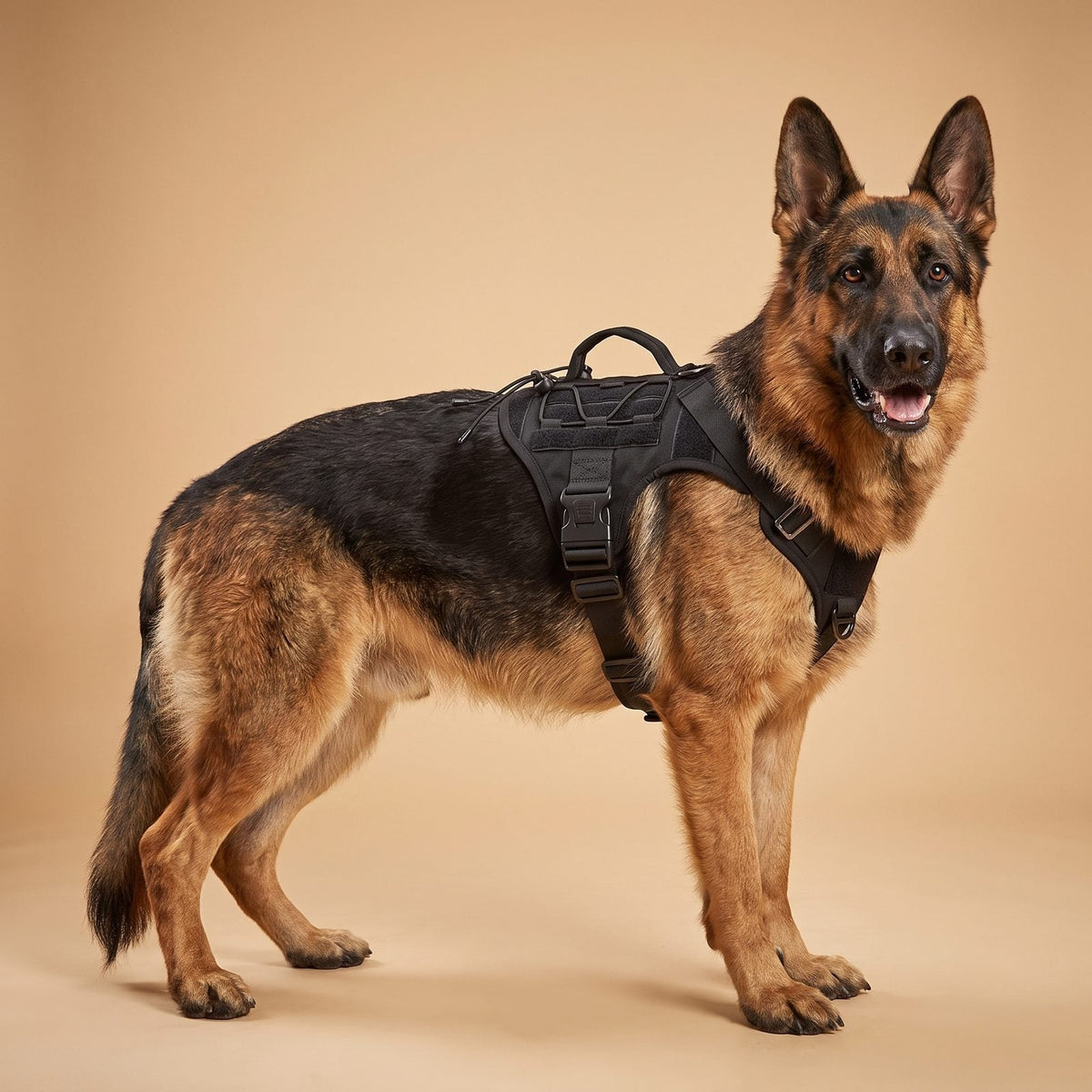 Berger allemand de face portant le harnais tactique chien CanisForce noir