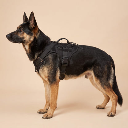 Profil du harnais tactique chien CanisForce en noir avec boucle et anneau D