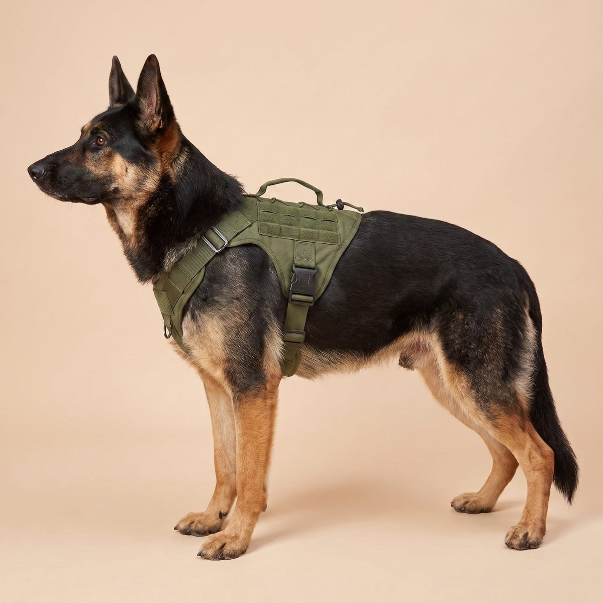 Le harnais tactique chien CanisForce coloris vert armée, vue de profil