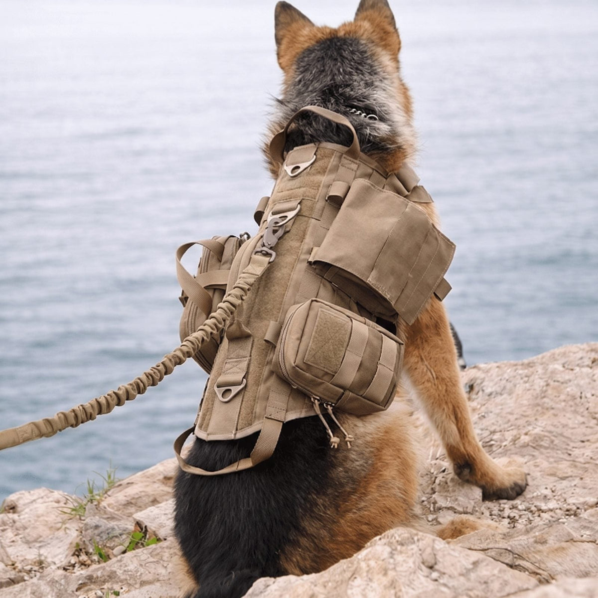 Berger allemand équipé du harnais tactique chien 4 en 1 coloris tan avec sac et laisse, en bord de mer sur les rochers