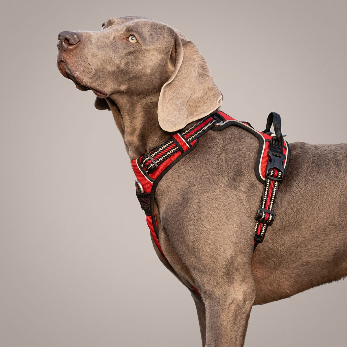 Weimaraner portant le harnais ZenWalk pour chien, vue de profil