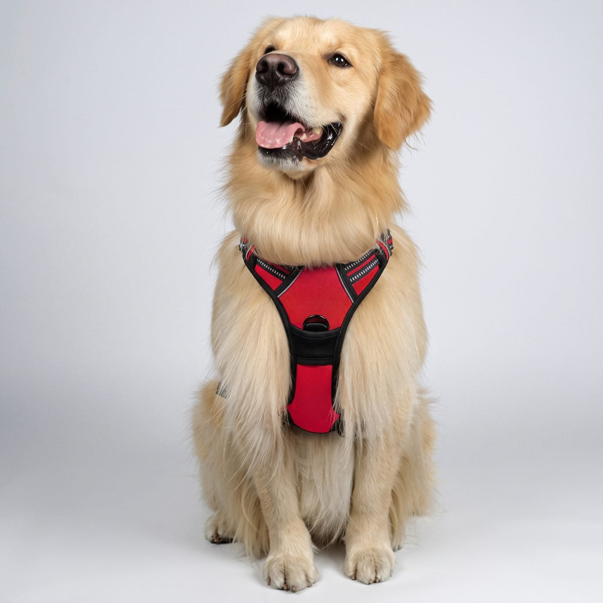 Golden Retriever assis portant le harnais ZenWalk pour chien, vue de face