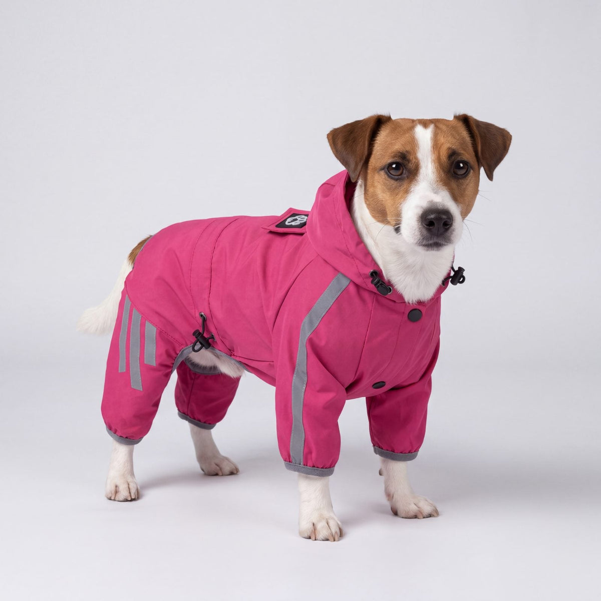 Jack Russell en imperméable rose à capuche, vue de trois quarts, en studio sur fond gris clair