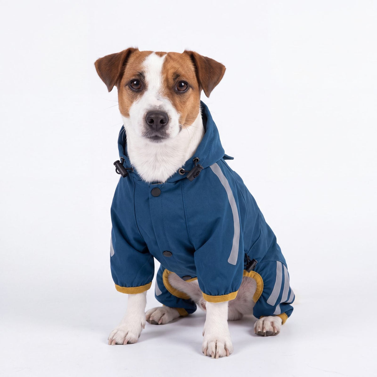 Jack Russell assis de face portant l'imperméable chien bleu à capuche, fond blanc studio
