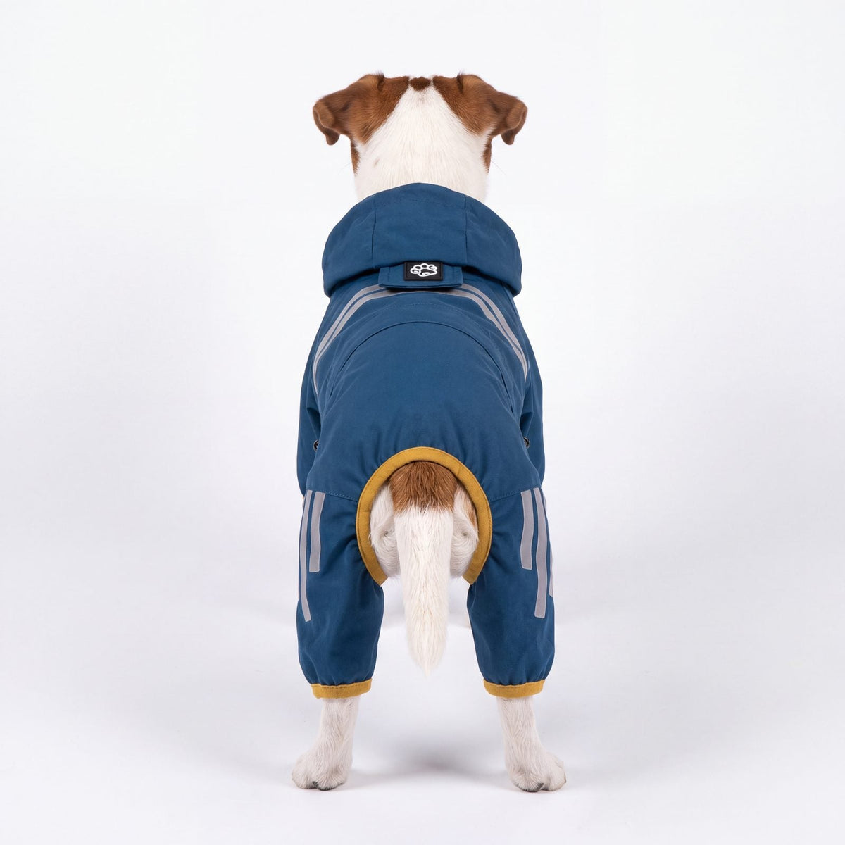 Imperméable chien bleu vu de dos sur un Jack Russell, bandes réfléchissantes et liseré jaune moutarde