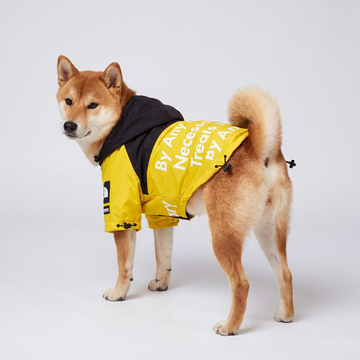 Imperméable chien coupe-vent jaune à capuche Chien store présenté en studio sur un chien Shiba Inu debout de trois-quarts