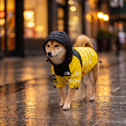 Imperméable chien coupe-vent jaune à capuche Chien store avec capuche fermée sur un chien marchant sous la pluie en ville de nuit