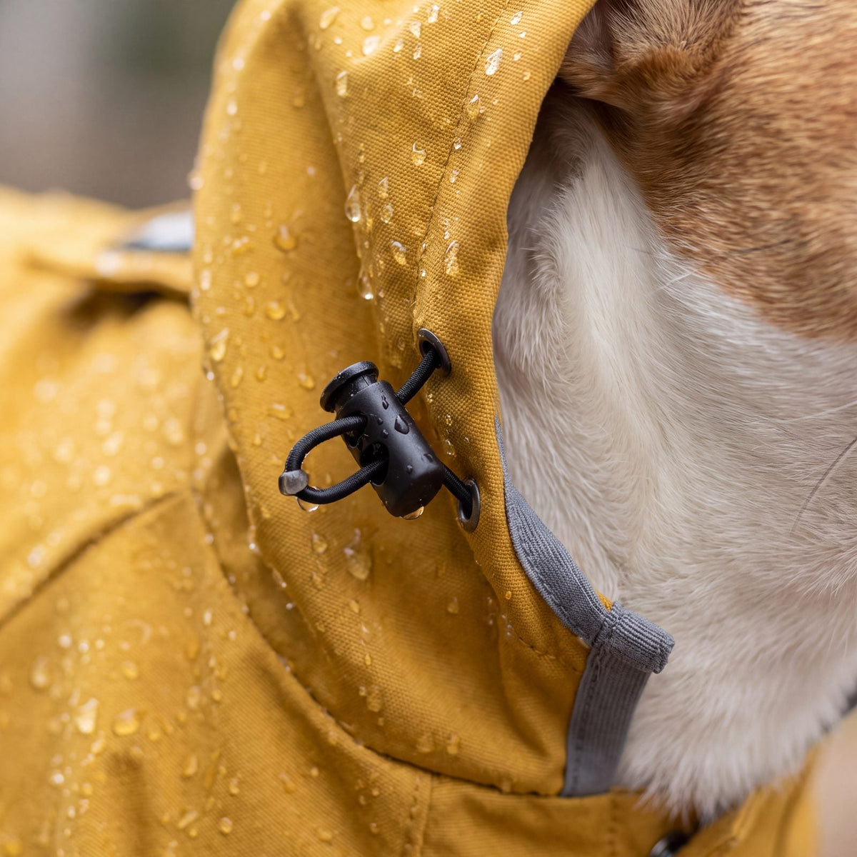 Macro du cordon de serrage de la capuche de l'imperméable chien jaune sous la pluie