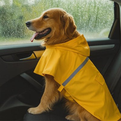Imperméable pour chien jaune avec capuche, chien assis dans une voiture par temps de pluie