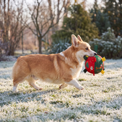 Corgi de profil qui trotte dans un jardin givré en portant la balle de Noël dans la gueule