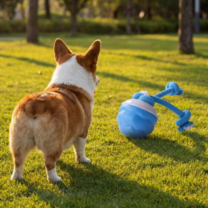 Corgi vu de dos sur la pelouse qui regarde rouler sa balle bleue avec corde