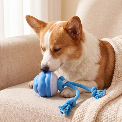 Corgi allongé sur un canapé beige près de sa balle bleue avec corde