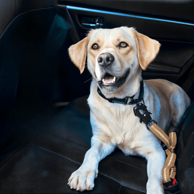 laisse chien avec clip ceinture de securite voiture, trajet stable et sur ControlMax™