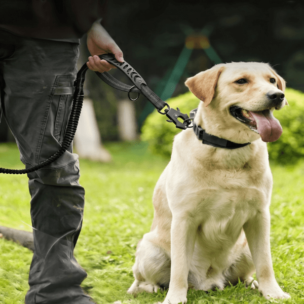Laisse chien ControlMax Chien store noire avec poignée de contrôle rapproché tenue près d'un Labrador