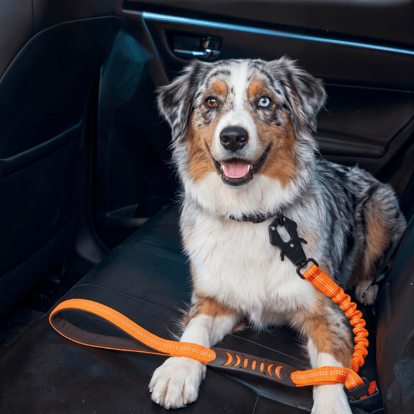 Laisse chien ControlMax Chien store orange avec clip de sécurité voiture attachée à un Berger Australien