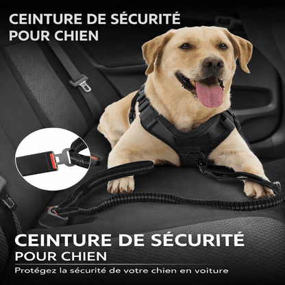 Laisse amortisseur ControlMax en action en extérieur, absorbe les chocs et réduit traction