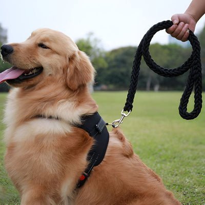 Laisse chien corde | Braided™ - Chien store