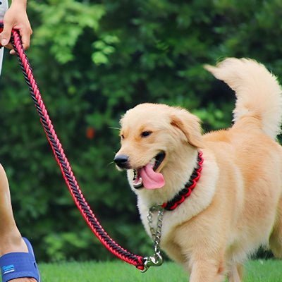 Laisse chien corde | Braided™ - Chien store