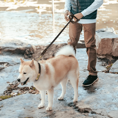 Laisse chien | cuir véritable - Chien store