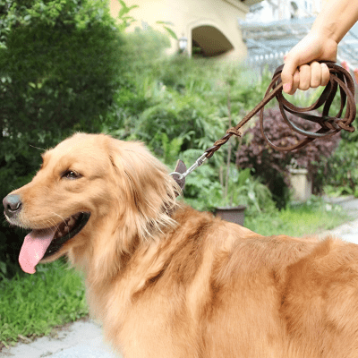 Laisse chien | cuir véritable - Chien store