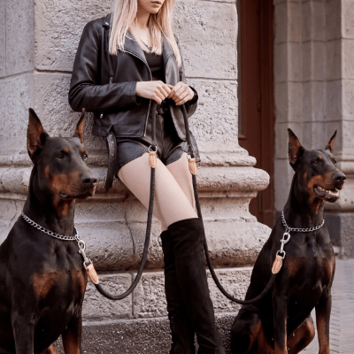 Laisse chien double en nylon tressé noir utilisée pour promener deux Dobermans assis en milieu urbain avec attaches métalliques et cuir