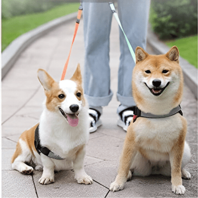 Laisse chien enrouleur | DuoChic™ - Chien store