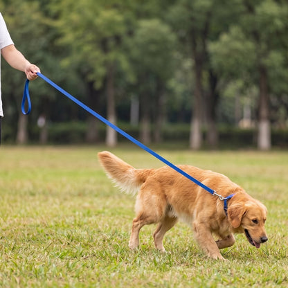 Laisse corde chien enroulée coloris bleu, Golden Retriever en promenade dans un parc