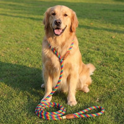 Laisse corde pour chien CaninoFlex multicolore arc-en-ciel portée par un Golden Retriever souriant assis sur la pelouse