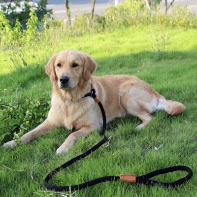 Laisse corde pour chien CaninoFlex infographie explicative montrant le fonctionnement de la boucle de limite double en cuir pour réguler la tension sans étranglement