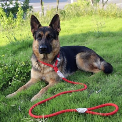 Laisse corde pour chien CaninoFlex modèle lasso rouge vif posée sur l'herbe avec un Berger Allemand couché lors d'une séance d'éducation