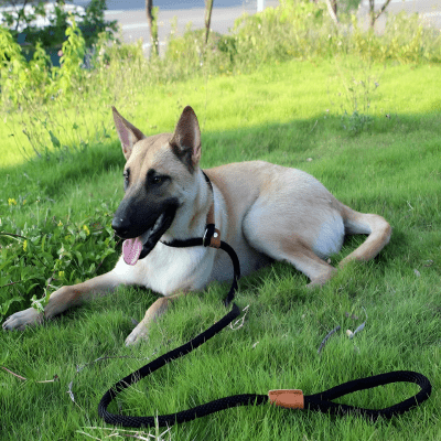Laisse corde pour chien | CaninoFlex™ - Chien store