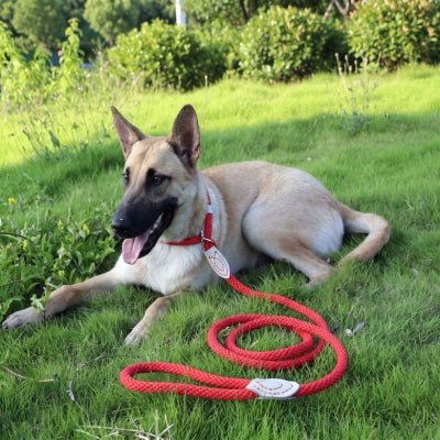 Laisse corde pour chien CaninoFlex modèle lasso rouge vif attachée à un jeune Berger Malinois attentif et couché sur une pelouse verdoyante