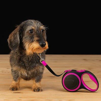 laisse de chien enrouleur rose avec teckel en studio, mousqueton chrome visible MaxLeash™