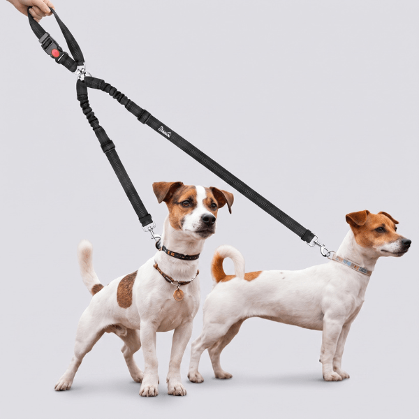 Laisse double chien voiture et promenade adaptée pour petits chiens avec poignée ergonomique et séparateur