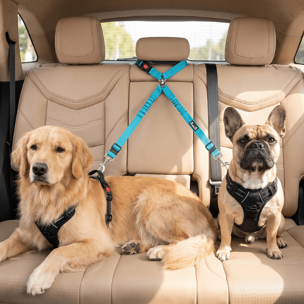 Laisse double chien voiture et promenade bleue maintenant deux chiens attachés à leurs harnais en voiture