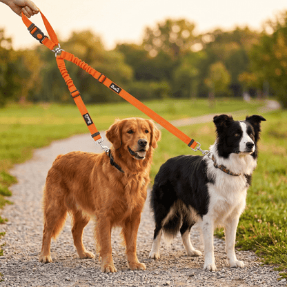 Laisse double chien voiture et promenade orange avec amortisseur tenue par une main promenant un Golden Retriever et un Border Collie