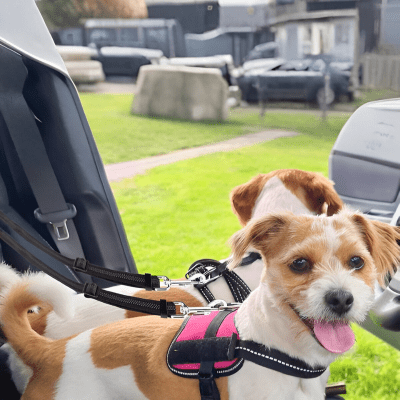 Laisse double chien | DuoSafe™ - Chien store