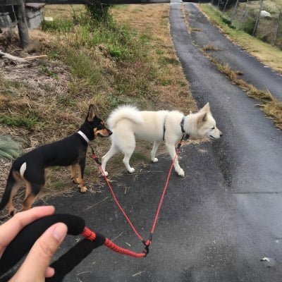 Laisse double pour chien | DuoFlex™ - Chien store