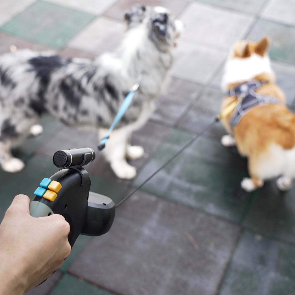 Laisse double rétractable pour chien DuoControl utilisée pour promener deux chiens en extérieur